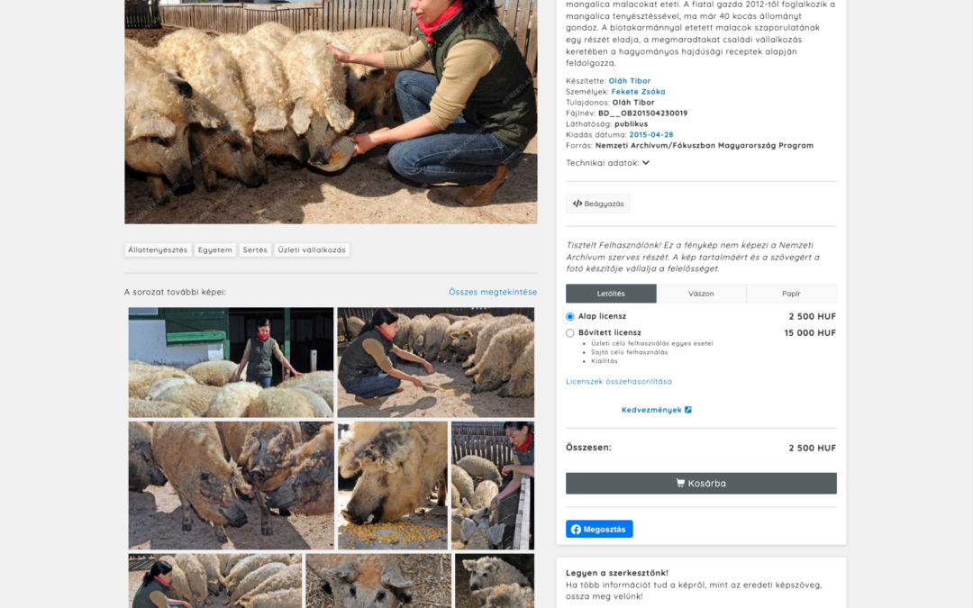MTVA Archívum / MTI Fotó: Állattenyésztés – Hajdúböszörmény – Mangalica tenyésztés