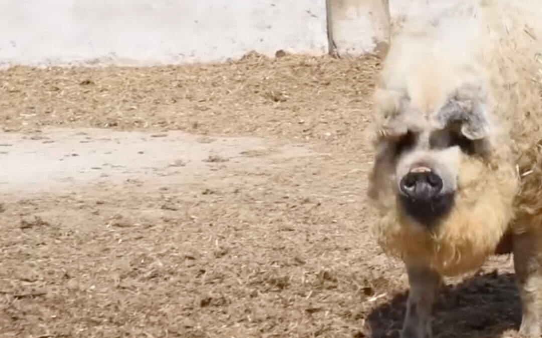 Facebook / nlc.hu videó: „Én boldog disznókat nevelek!” – Zajlik az élet Fekete Zsóka mangalicafarmján