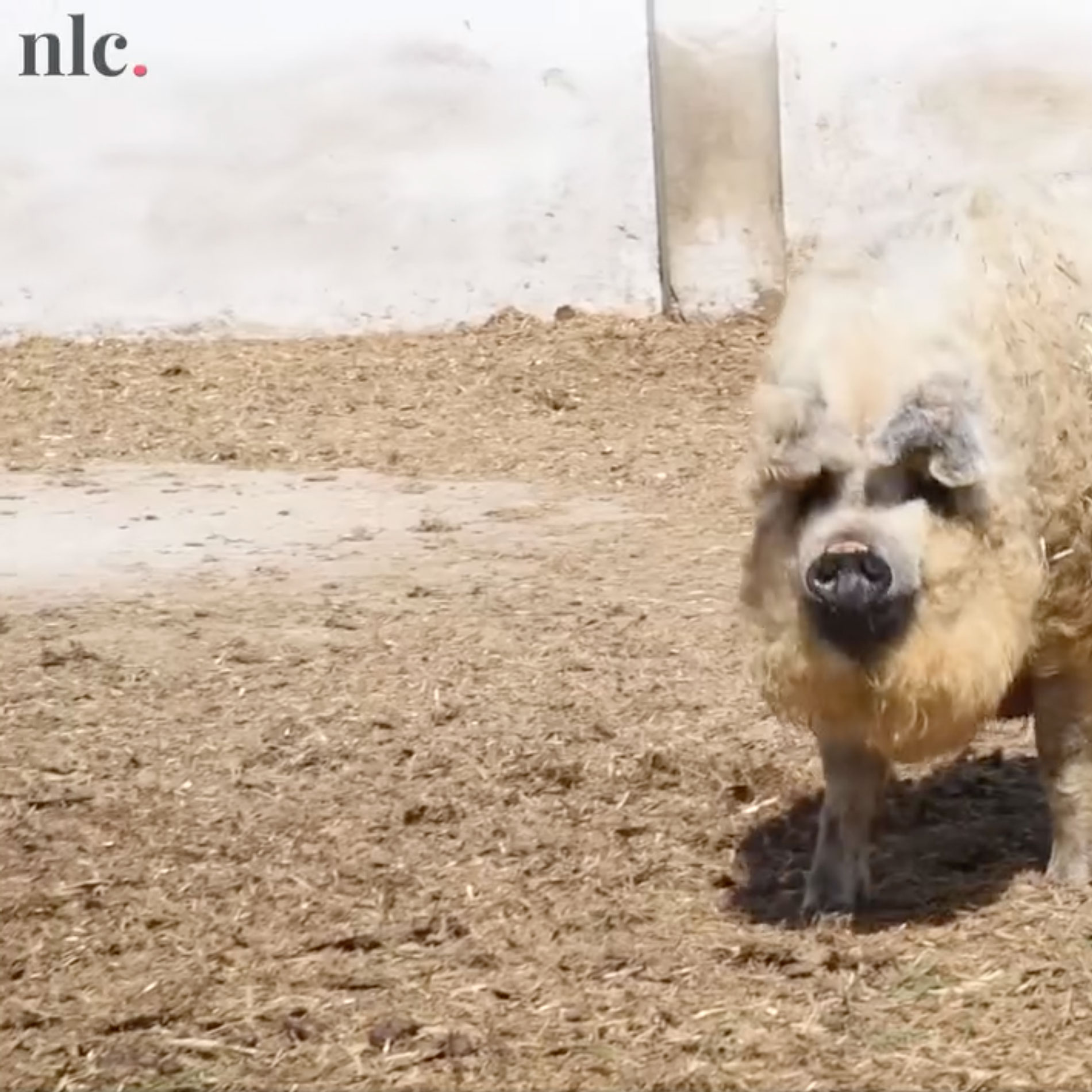 Facebook / nlc.hu videó: „Én boldog disznókat nevelek!” – Zajlik az élet Fekete Zsóka mangalicafarmján