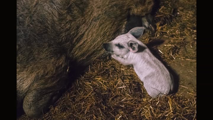 Sikerekben gazdag, Vidám, Mosolygós és Boldog Új évet kívánok minden kedves ismerősömnek!