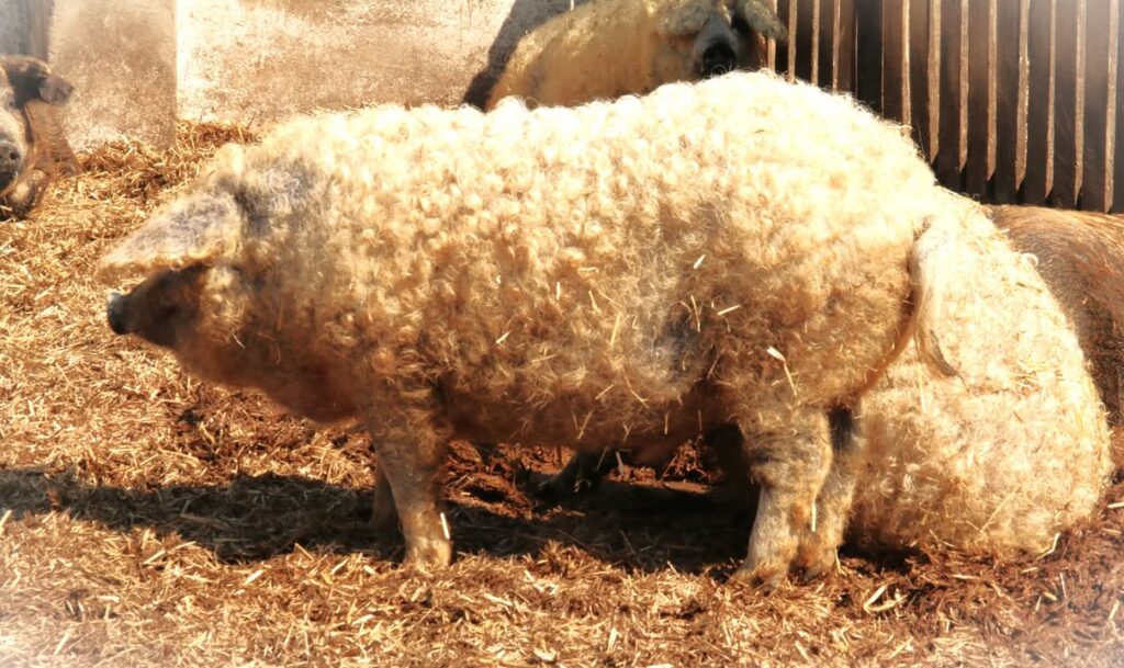 Saját mangalica törzstenyészetből származó minőségi biotakarmányon nevelt Szőke mangalica…