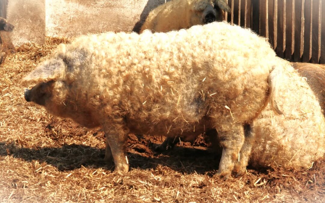 Saját mangalica törzstenyészetből származó minőségi biotakarmányon nevelt Szőke mangalica…