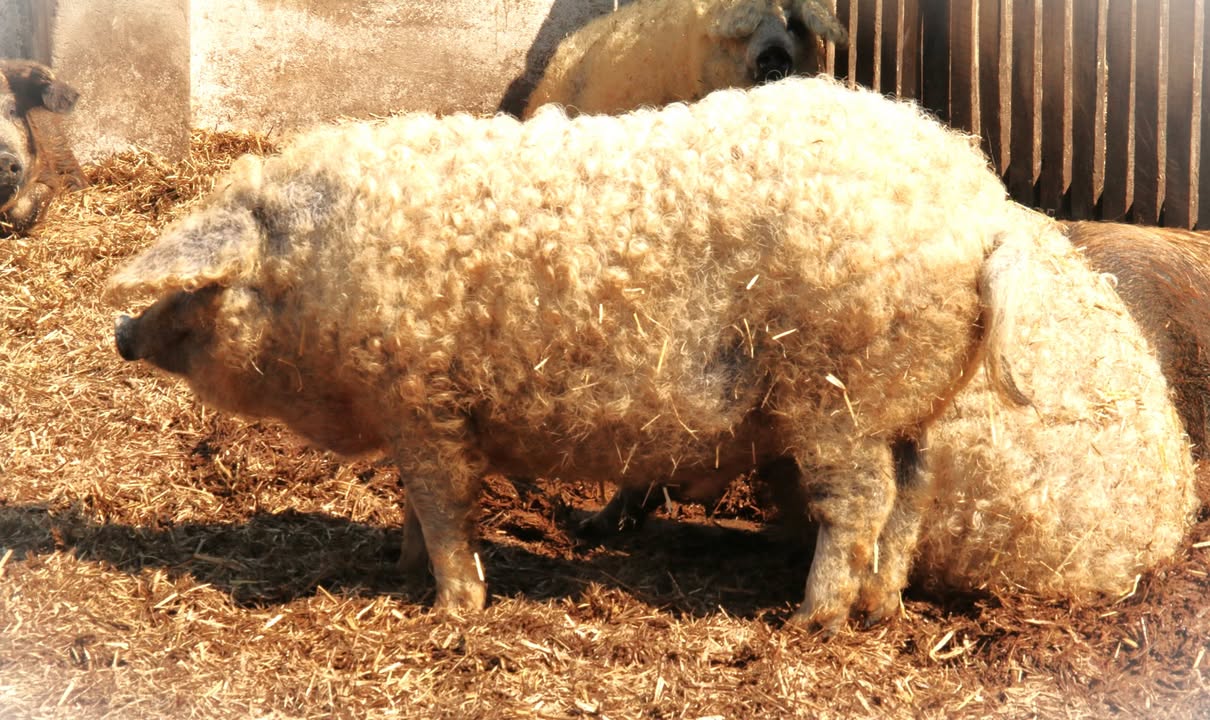 Saját mangalica törzstenyészetből származó minőségi biotakarmányon nevelt Szőke mangalica…