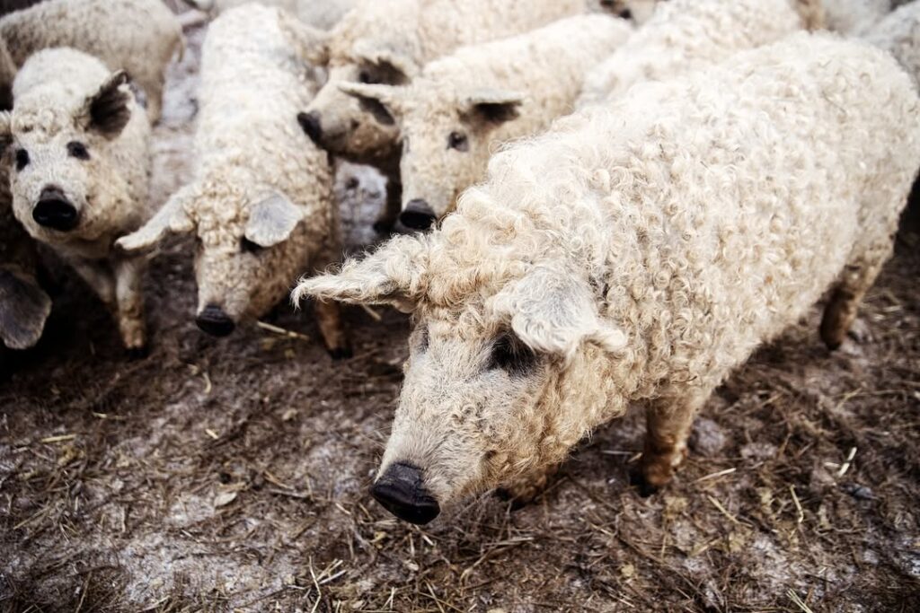 Saját szőke mangalica törzstenyészetből származó minőségi biotakarmányon nevelt hízók elad…