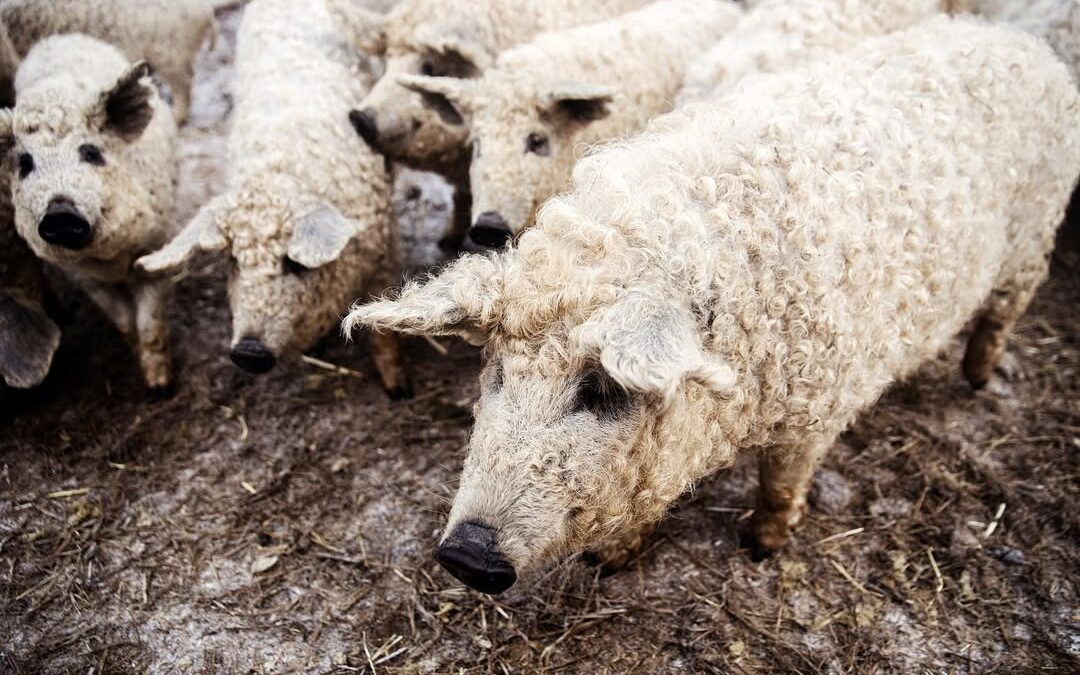 Saját szőke mangalica törzstenyészetből származó minőségi biotakarmányon nevelt hízók elad…