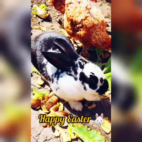 Kellemes Húsvéti Ünnepeket Kívánunk Foltos és a tyúkok nevében is!