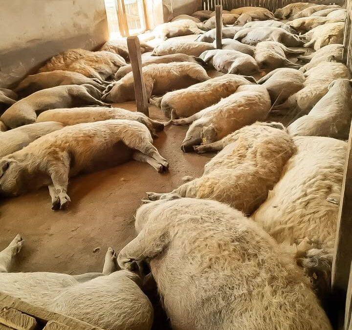 Nagy meleg és szárazság van a Hajdúságban.