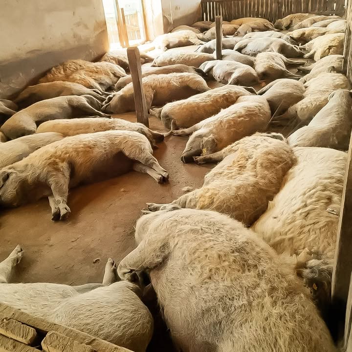 Nagy meleg és szárazság van a Hajdúságban.