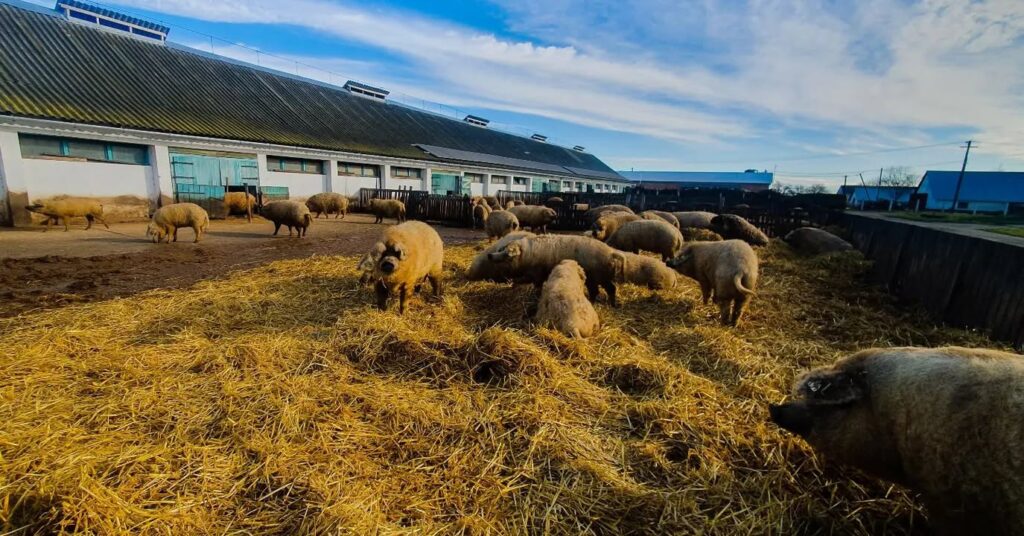 Pihenés a mangalica farmon.