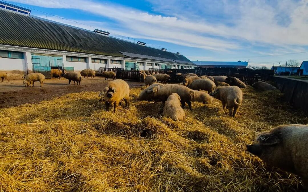 Pihenés a mangalica farmon.