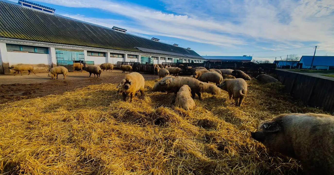 Pihenés a mangalica farmon.