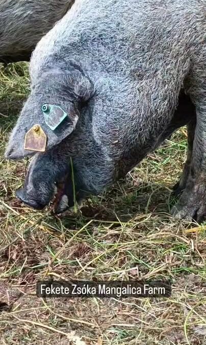 Itt szabad a „csámcsogás” 😆🐷 Július 28.