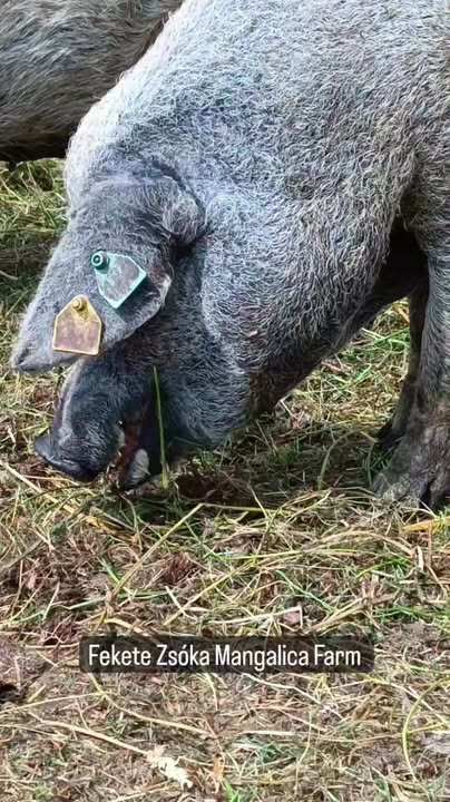 Itt szabad a "csámcsogás" 😆🐷 Július 28.