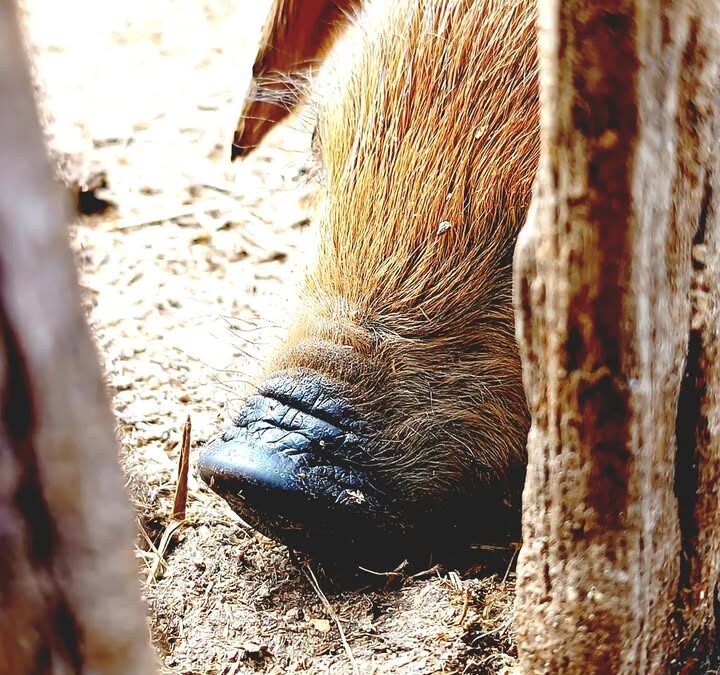🐷 Augusztus 4.