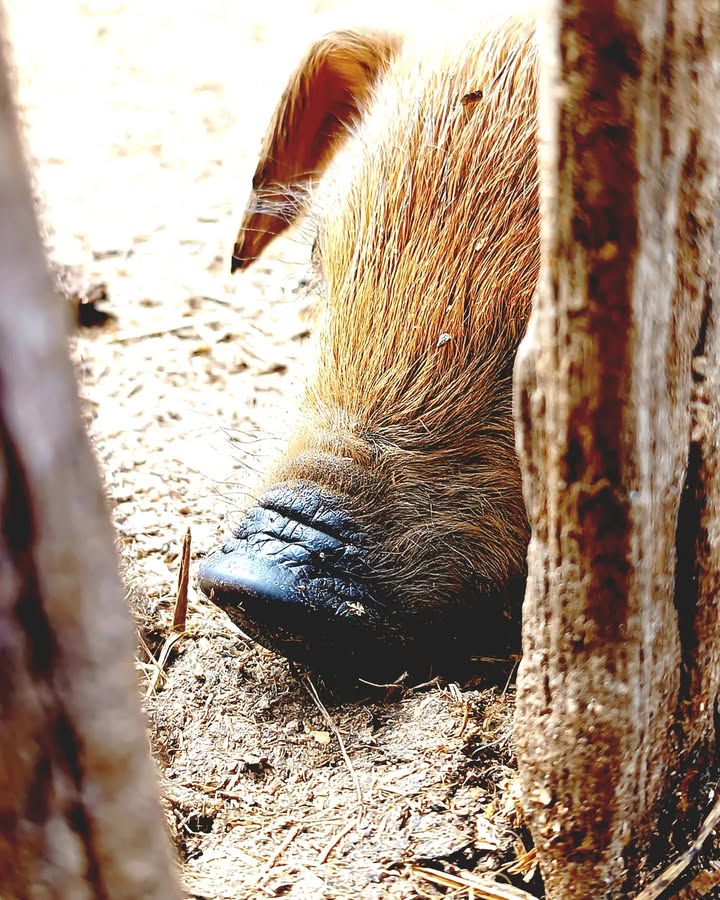 🐷 Augusztus 4.