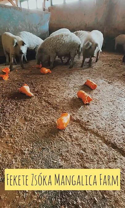 A mangalicáim egészségéhez TÖK fontos, hogy mit esznek!🐷🎃Jelenleg nincs piac, viszont rend…
