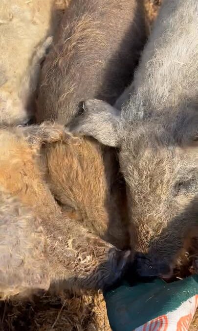 Mikor kint vagyok a mangalicafarmon leellenőrzöm őket, hogy minden rendben van e, ekkor kö…