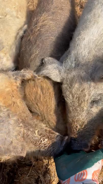 Mikor kint vagyok a mangalicafarmon leellenőrzöm őket, hogy minden rendben van e, ekkor kö…