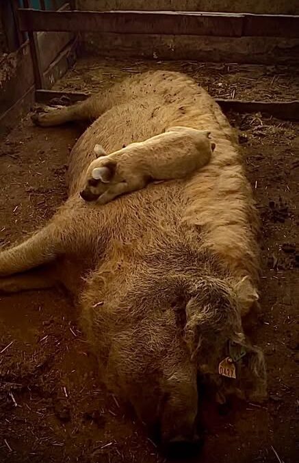 Itt nem csak egy mangalica mama látható – ez egy élő mászóka, melegítőpárna és nonstop étt…
