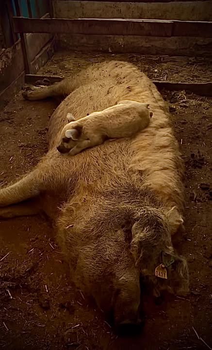 Itt nem csak egy mangalica mama látható – ez egy élő mászóka, melegítőpárna és nonstop étt…