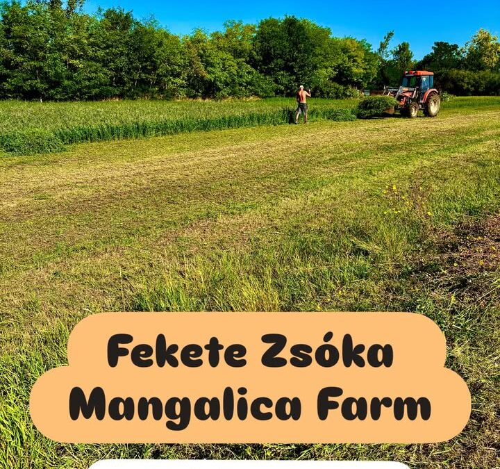 🌱Frissen kaszált lucerna – a mangalicák kedvence!