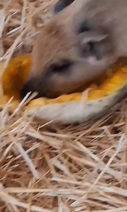🐷🎃TÖKéletes őszi menü – mangalica módra Mondhatnánk, hogy a kismangalicák, ha ételről van…