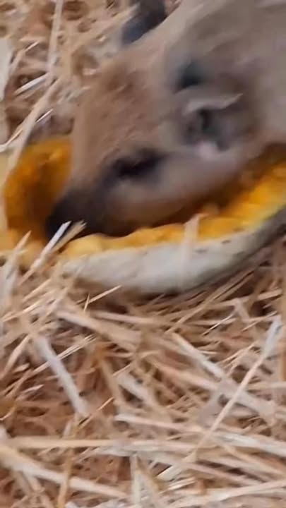 🐷🎃TÖKéletes őszi menü – mangalica módra Mondhatnánk, hogy a kismangalicák, ha ételről van…