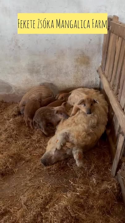 Úgy látom valaki lefoglalta a legjobb fekvőhelyet… 😄 Az anyjuk háta az ötcsillagos lakoszt…