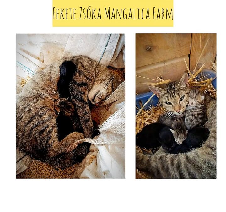 🐾 Új élet a farmon… 🐱🌸 A mama cica úgy döntött, hogy a takarmányos zsák teteje tökéletes l…