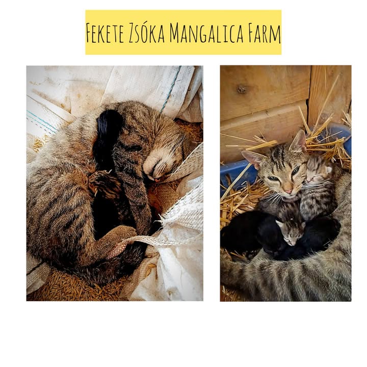 đŸ Ăj Ă©let a farmon⊠đ±đž A mama cica Ășgy döntött, hogy a takarmĂĄnyos zsĂĄk teteje tökĂ©letes lâŠ