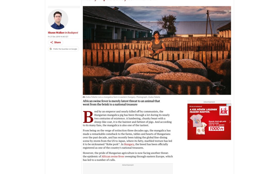 The Guardian: Mangalica: the hairy Hungarian pig nearly wiped out by communism