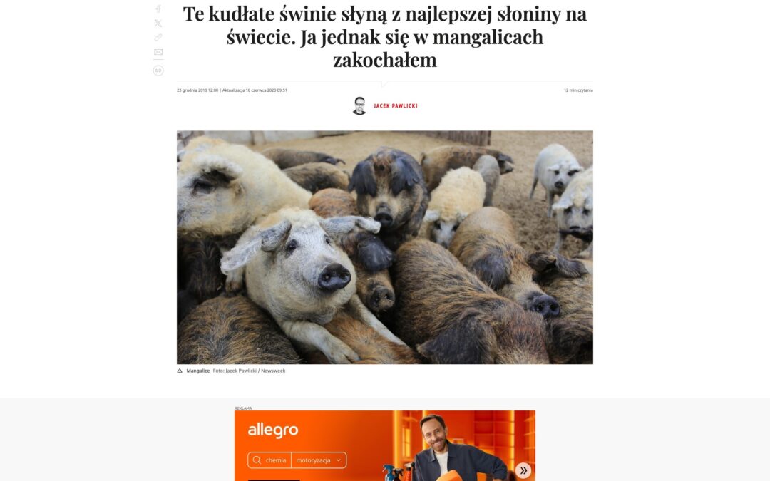 Newsweek Polska: Te kudłate świnie słyną z najlepszej słoniny na świecie…