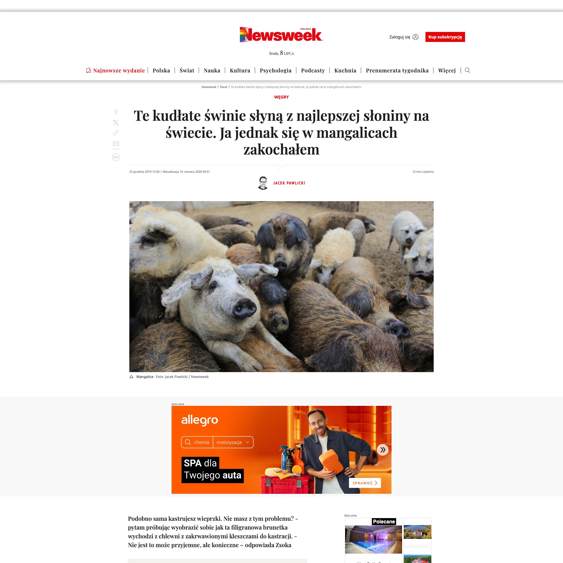 Newsweek Polska: Te kudłate świnie słyną z najlepszej słoniny na świecie…