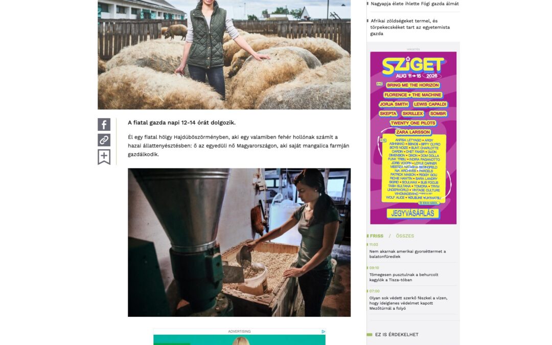 Sokszínű Vidék / 24.hu: All inclusive ellátást kapnak Zsóka farmján a mangalicák