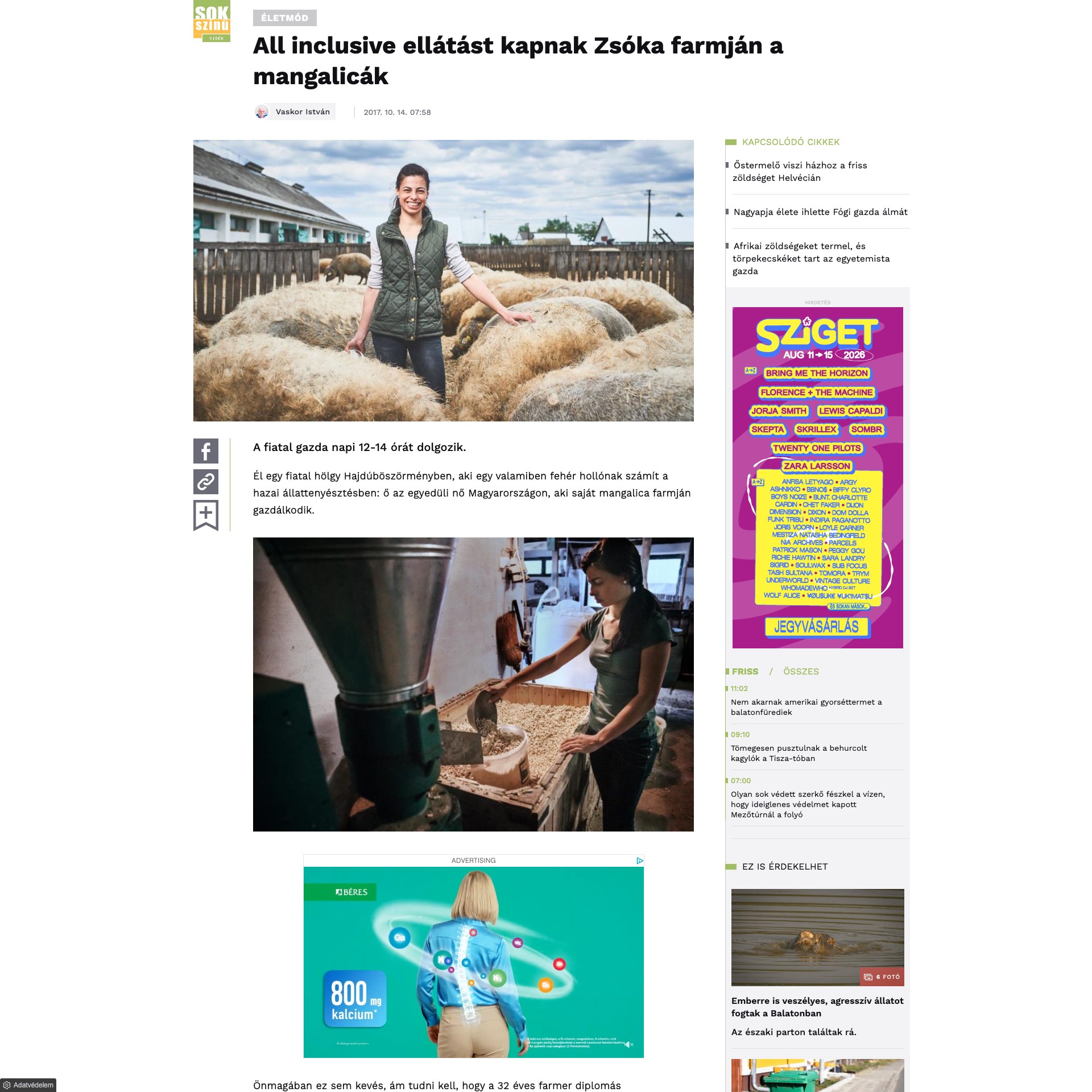 Sokszínű Vidék / 24.hu: All inclusive ellátást kapnak Zsóka farmján a mangalicák