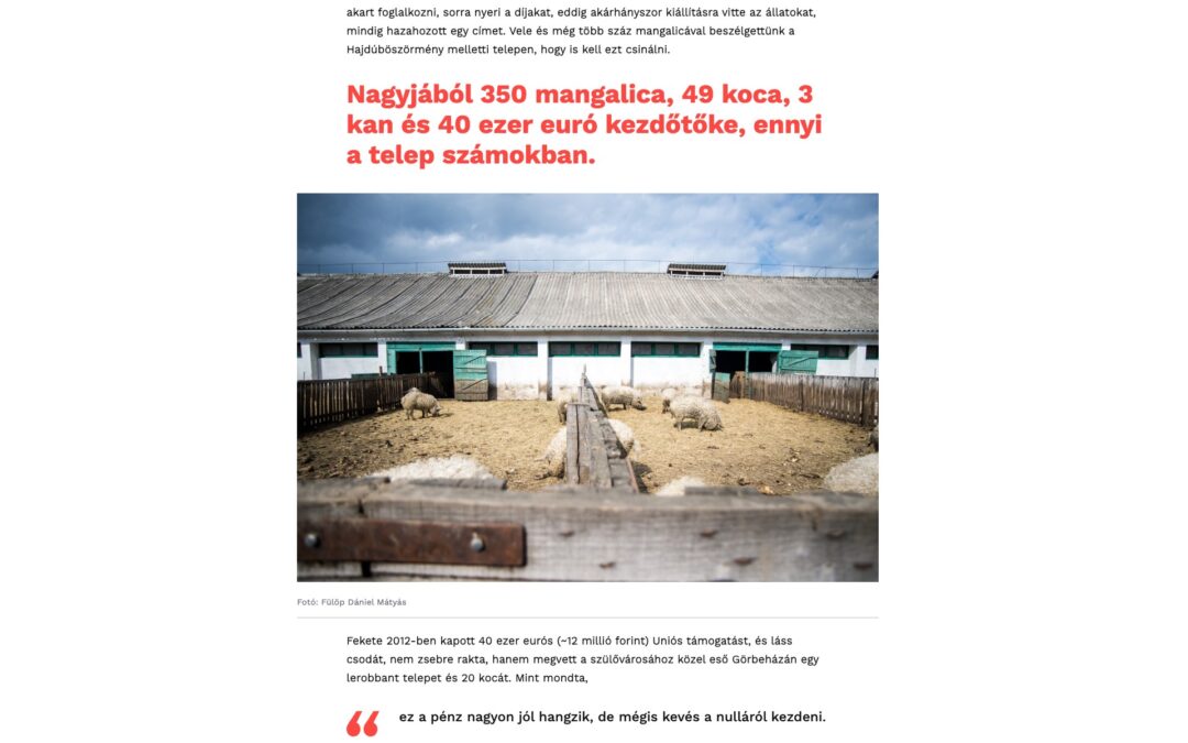 24.hu: Annyi mangalicát árulhatnak, amennyi nincs is az országban