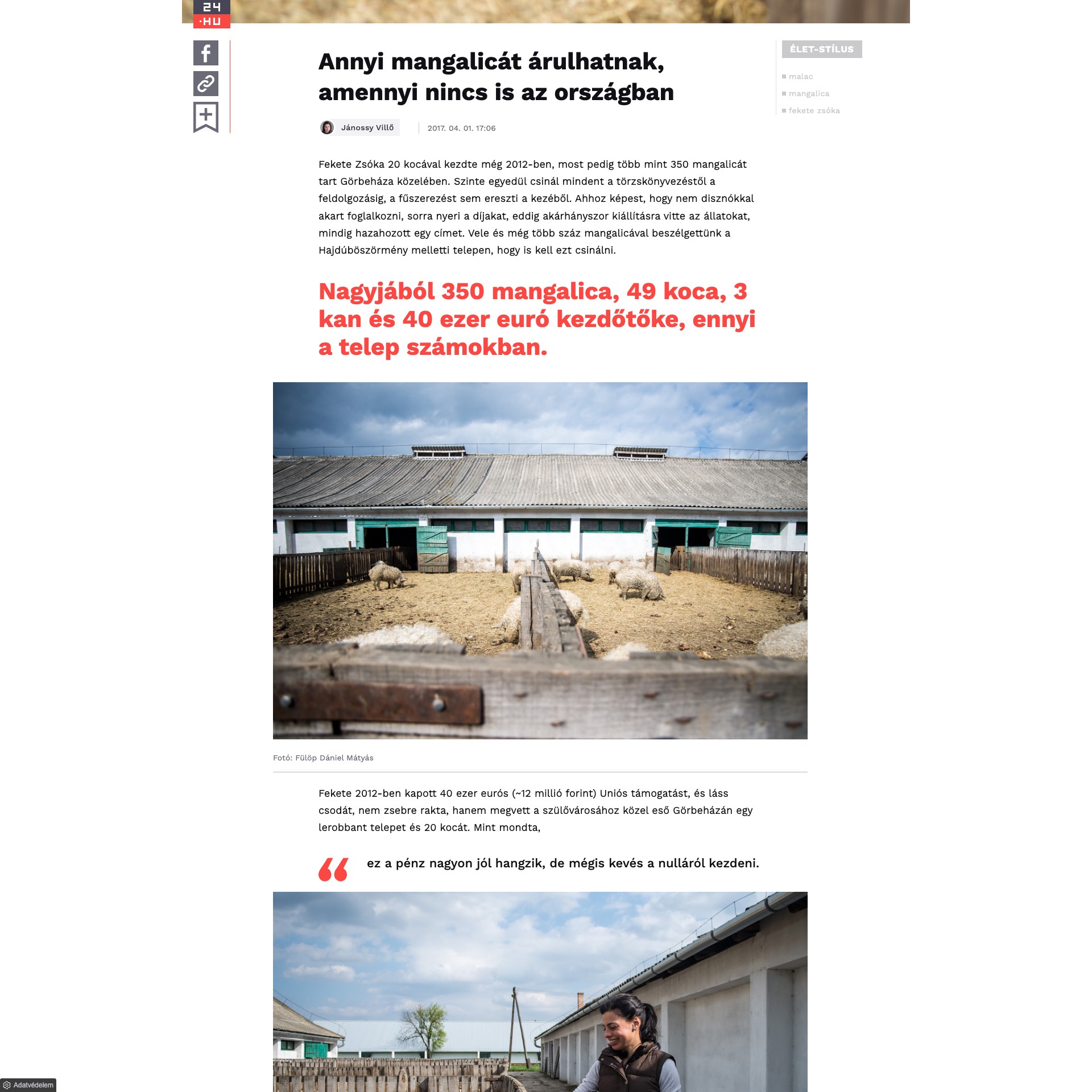 24.hu: Annyi mangalicát árulhatnak, amennyi nincs is az országban